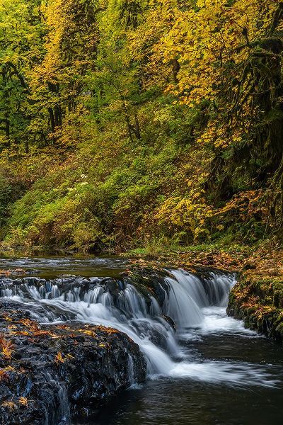 Jaynes Gallery 아티스트의 USA-Oregon-Silver Falls State Park Waterfalls and forest in autumn작품입니다.